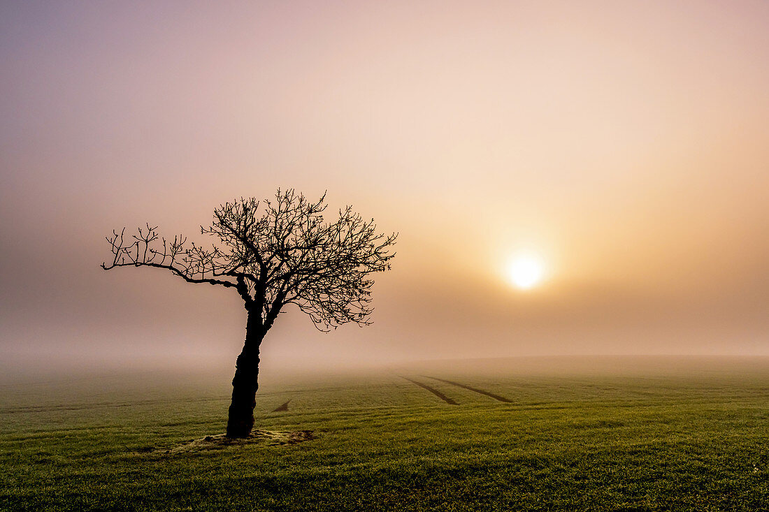 Baum im Nebel am Morgen, Baum, Feld, Nebel, Morgenstimmung, Schleswig-Holstein, Deutschland