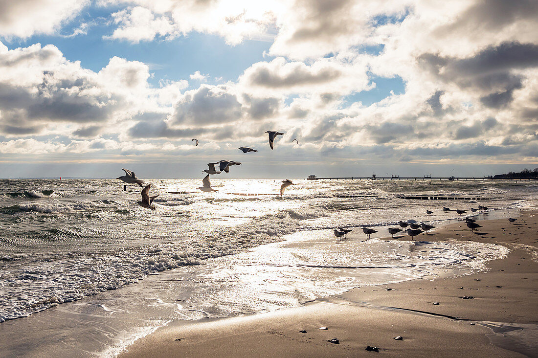 Seagulls on the beach of Kellenhusen Baltic Sea, Ostholstein, Schleswig-Holstein, Germany