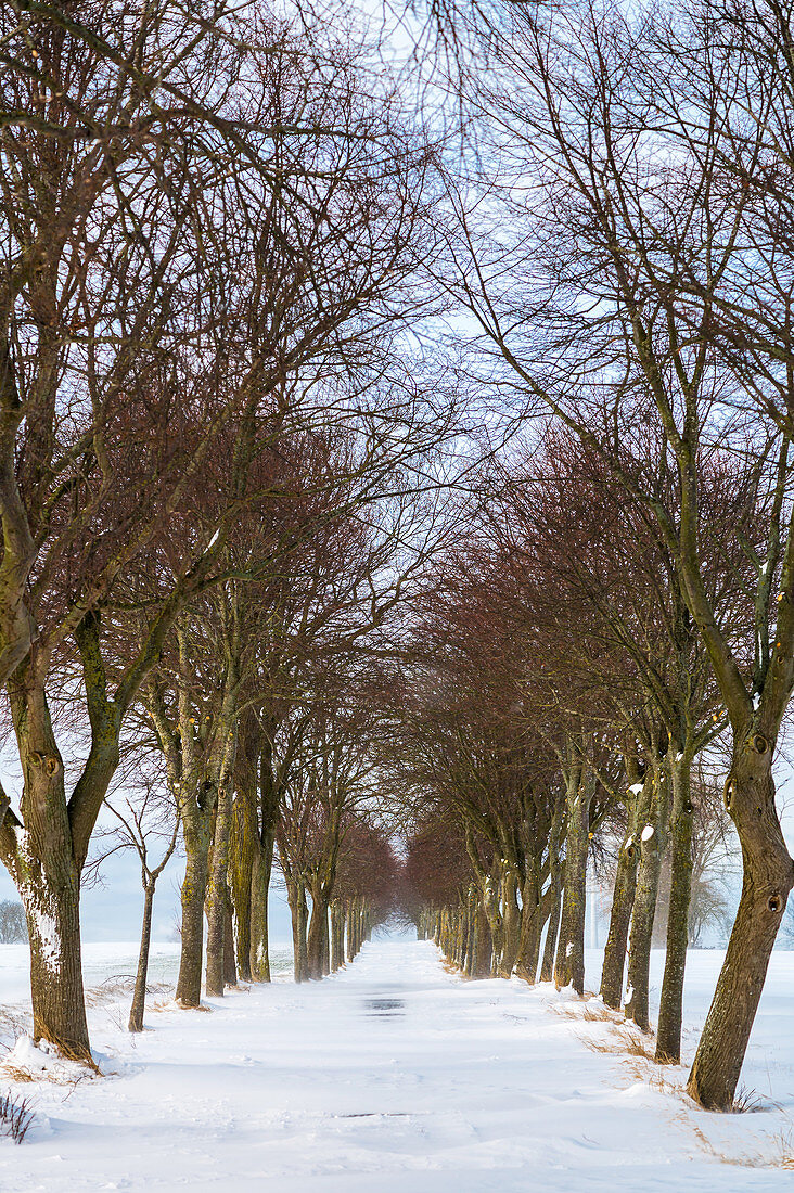 Winter avenue in the snowstorm, Georgshof, Ostholstein, Schleswig-Holstein, Germany