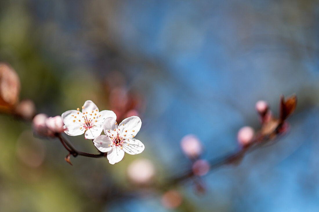 Ornamental plum with bokeh, Georgshof, Ostholstein, Schleswig-Holstein, Germany