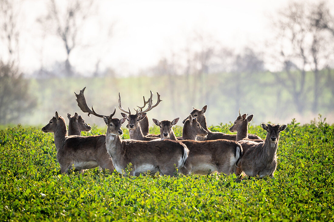 Herd of fallow deer in rapeseed field, Neukirchen, East Holstein, Germany