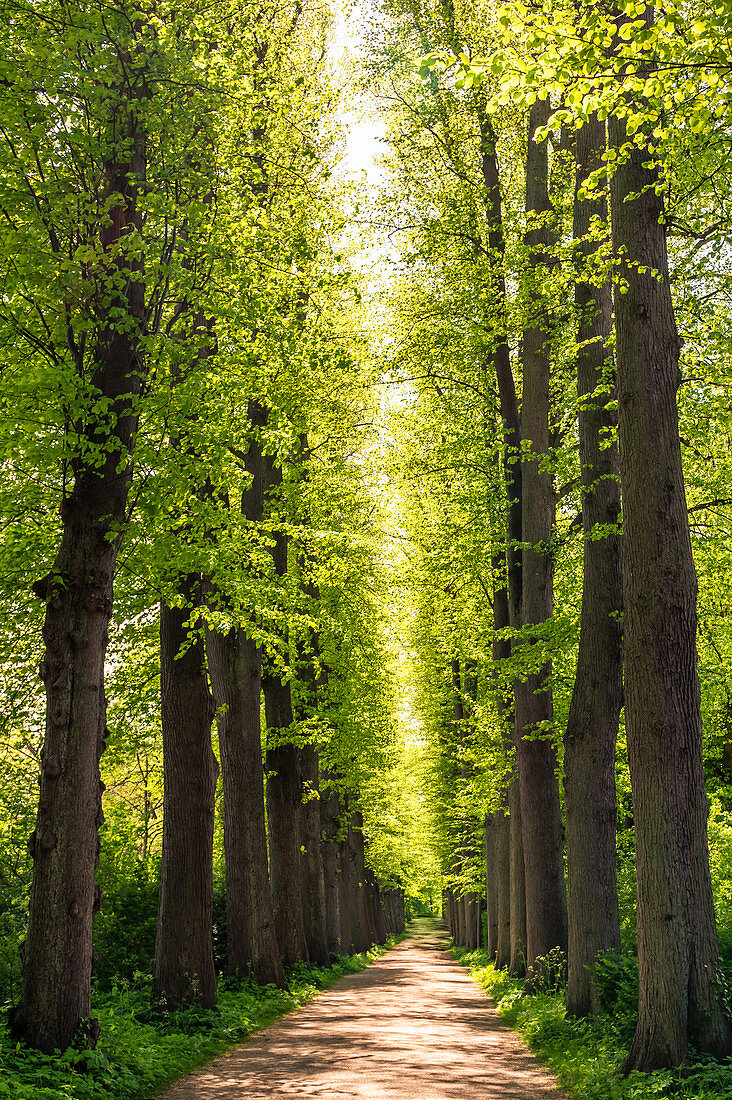 Early summer lime tree avenue in the castle park of Eutin, Holstein Switzerland Nature Park, Ostholstein, Schleswig-Holstein, Germany