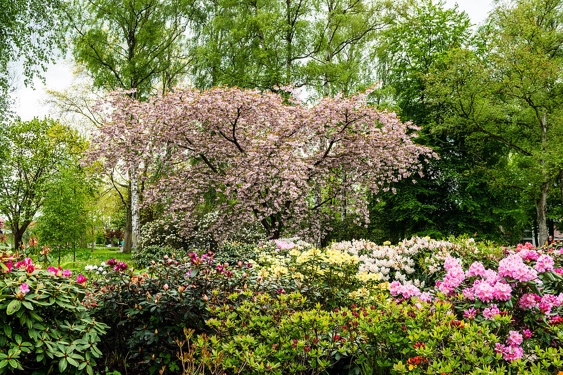 Rhododendron grove in the Eutiner Seepark, Holstein Switzerland Nature Park, Ostholstein, Schleswig-Holstein, Germany