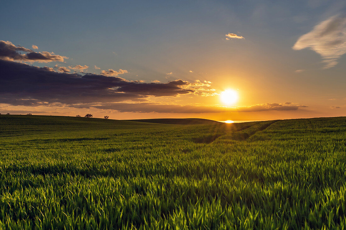 Barley field in sunset on the Baltic Sea, Dazendorf, Ostholstein, Schleswig-Holstein, Germany