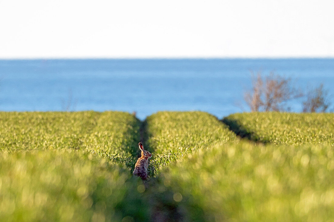 Brown hare overlooking the Baltic Sea, Hohes Ufer, Heiligenhafen, Ostholstein, Schleswig-Holstein, Germany