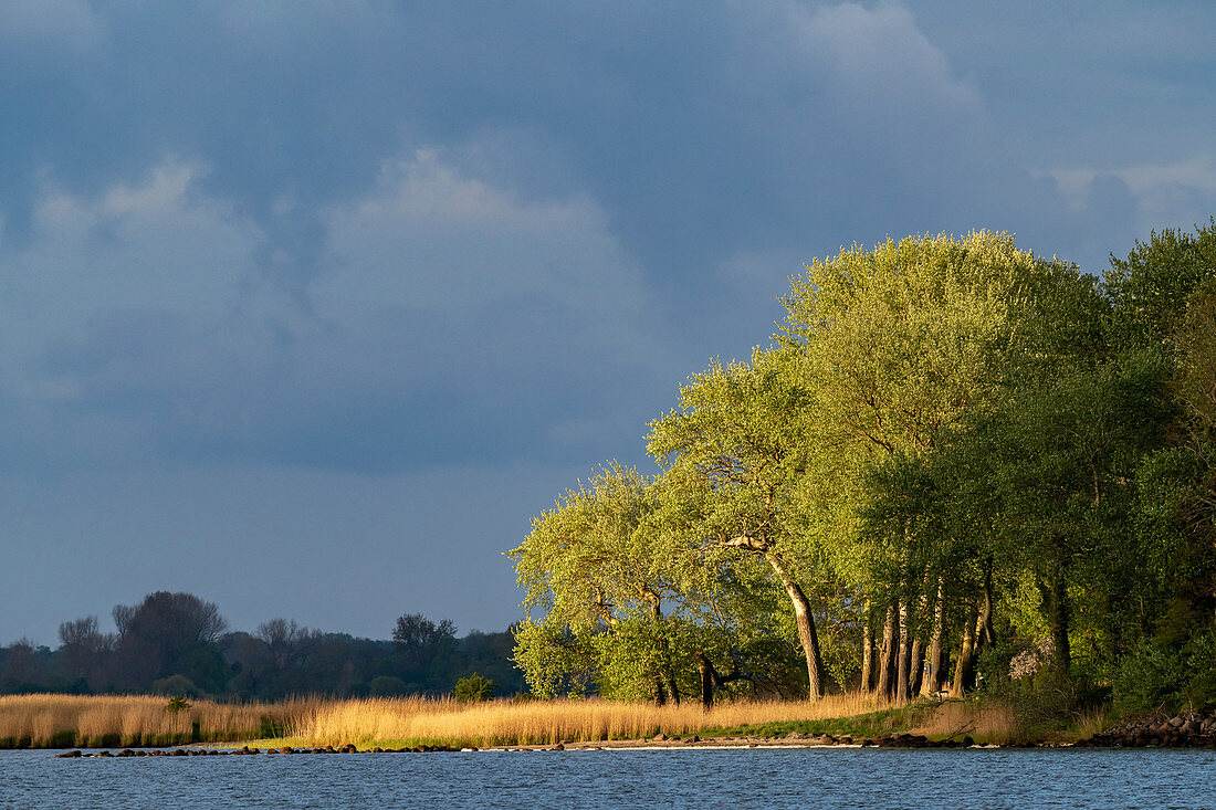 Schlei at Gut Bienebek, Schlei, Schwansen, Thumby, Schleswig-Holstein, Germany