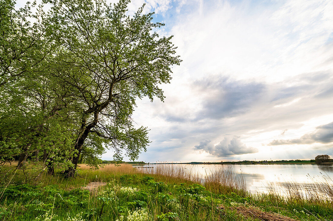 Schlei bei Gut Bienebek, Schlei, Schwansen, Thumby, Schleswig-Holstein, Deutschland