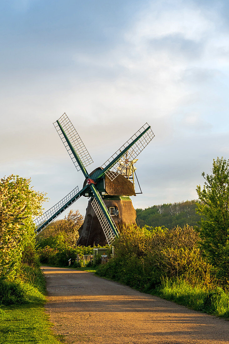 Windmill Charlotte in the Geltinger Birk, Baltic Sea, nature reserve, Geltinger Birk, Schleswig-Holstein, Germany