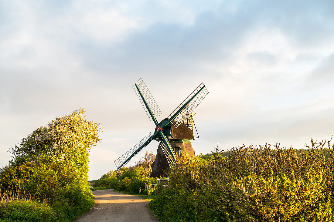 Windmühle Charlotte in der Geltinger Birk, Ostsee, Naturschutzgebiet, Geltinger Birk, Schleswig-Holstein, Deutschland