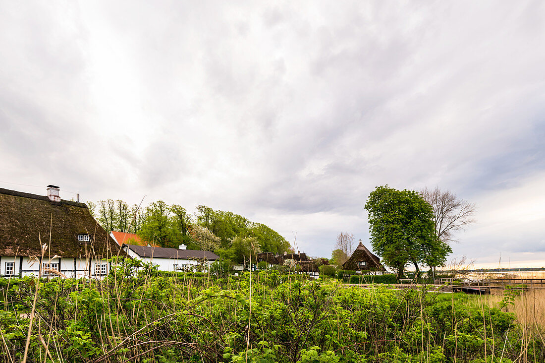 Reetdachhäuser in Sieseby, Schlei, Schwansen, Thumby, Schleswig-Holstein, Deutschland
