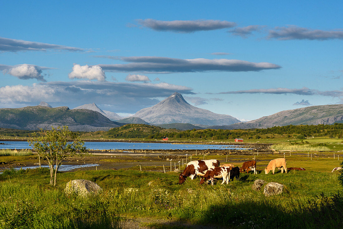 Landscape with cows, Leka island, Norway