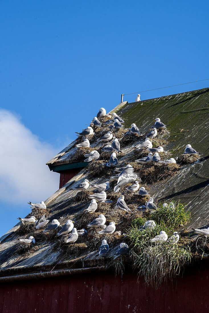 Seagulls nests at an aging warehouse in the harbor, Rörvik, Norway