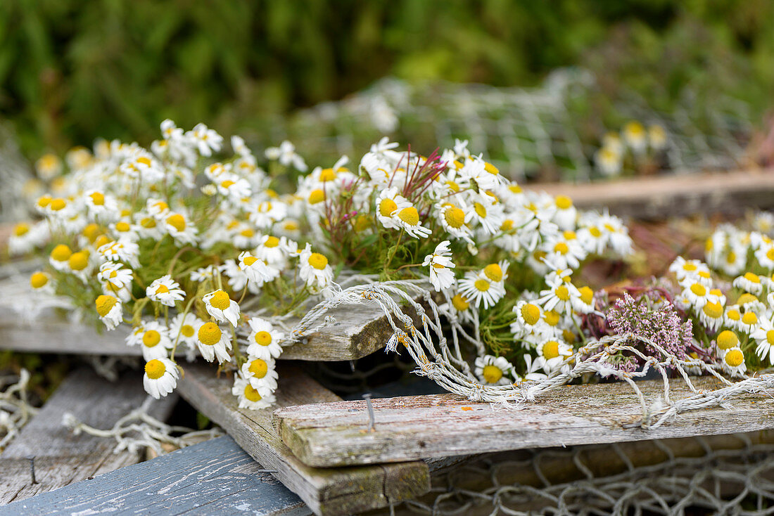 Flowers grow on an old fishing net, excursion to the Eiderdown village of Länan from the island of Vega, Norway