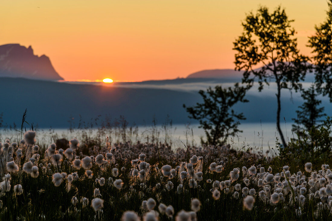 Wollgras im Sonnenuntergang, Vom Fagernesfjell hat man einen tollen Blick auf den Ofotfjord und, Narvik, Norwegen