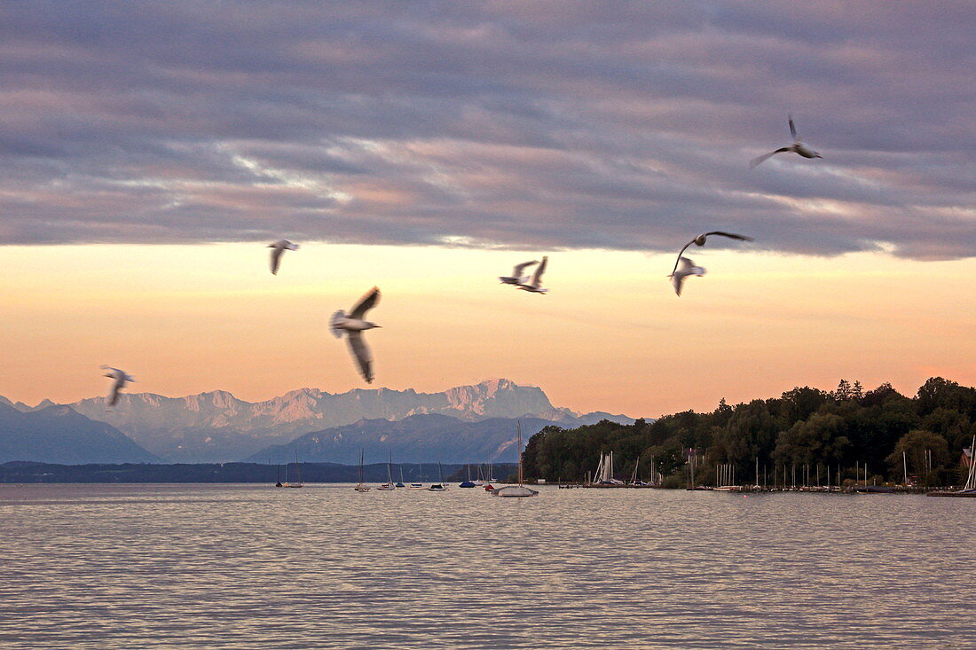 Sunrise in Starnberg with a view over the lake and the Zugspitze, Starnberger See, 5-Seen-Land, Upper Bavaria, Bavaria, Germany