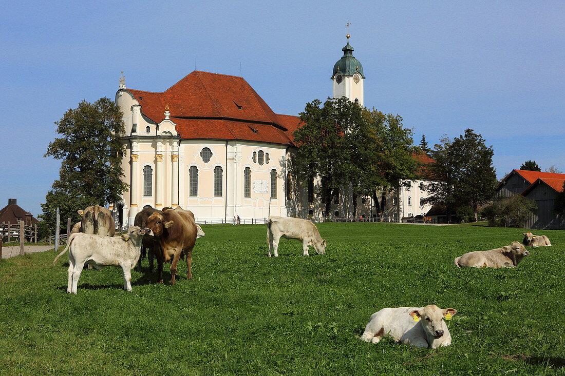 Kuhwiese vor der Wieskirche, Steingaden, Pfaffenwinkel, Oberbayern, Bayern, Deutschland