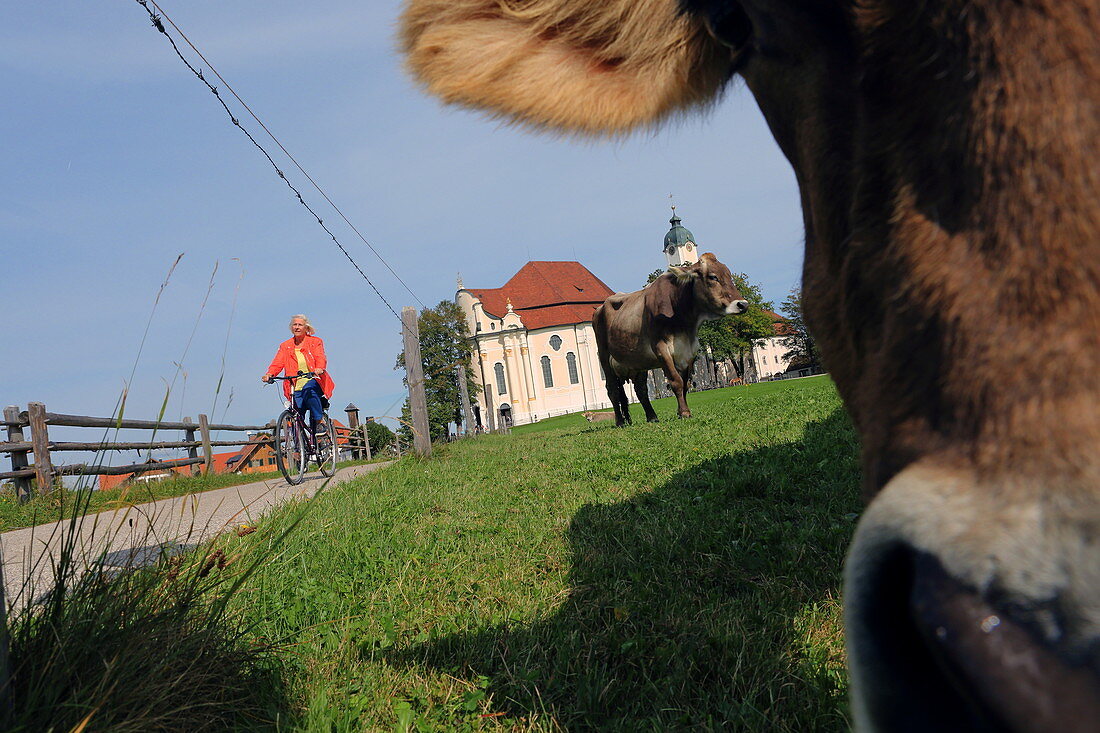 Cyclist and cow in front of the Wieskirche, Steingaden, Pfaffenwinkel, Upper Bavaria, Bavaria, Germany