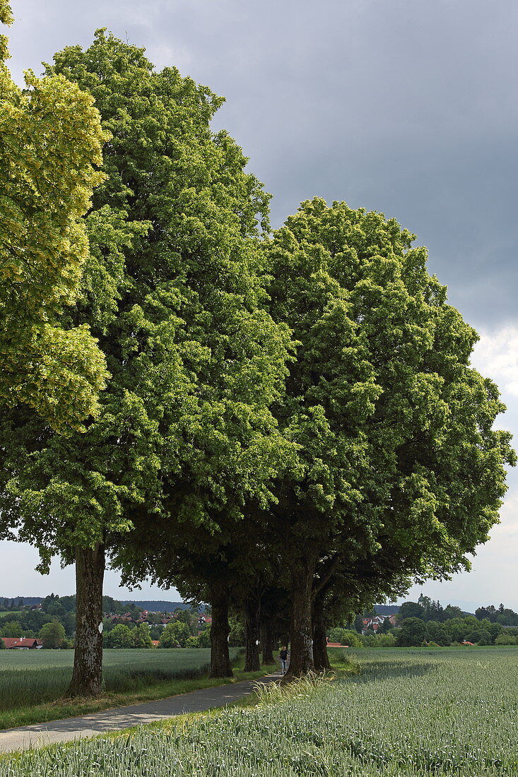 Heldenallee, Ebersberg, Oberbayern, Bayern, Deutschland