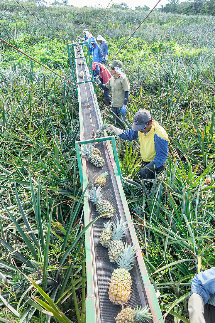 Workers putting pineapples on a conveyor belt, Costa Rica, Central America