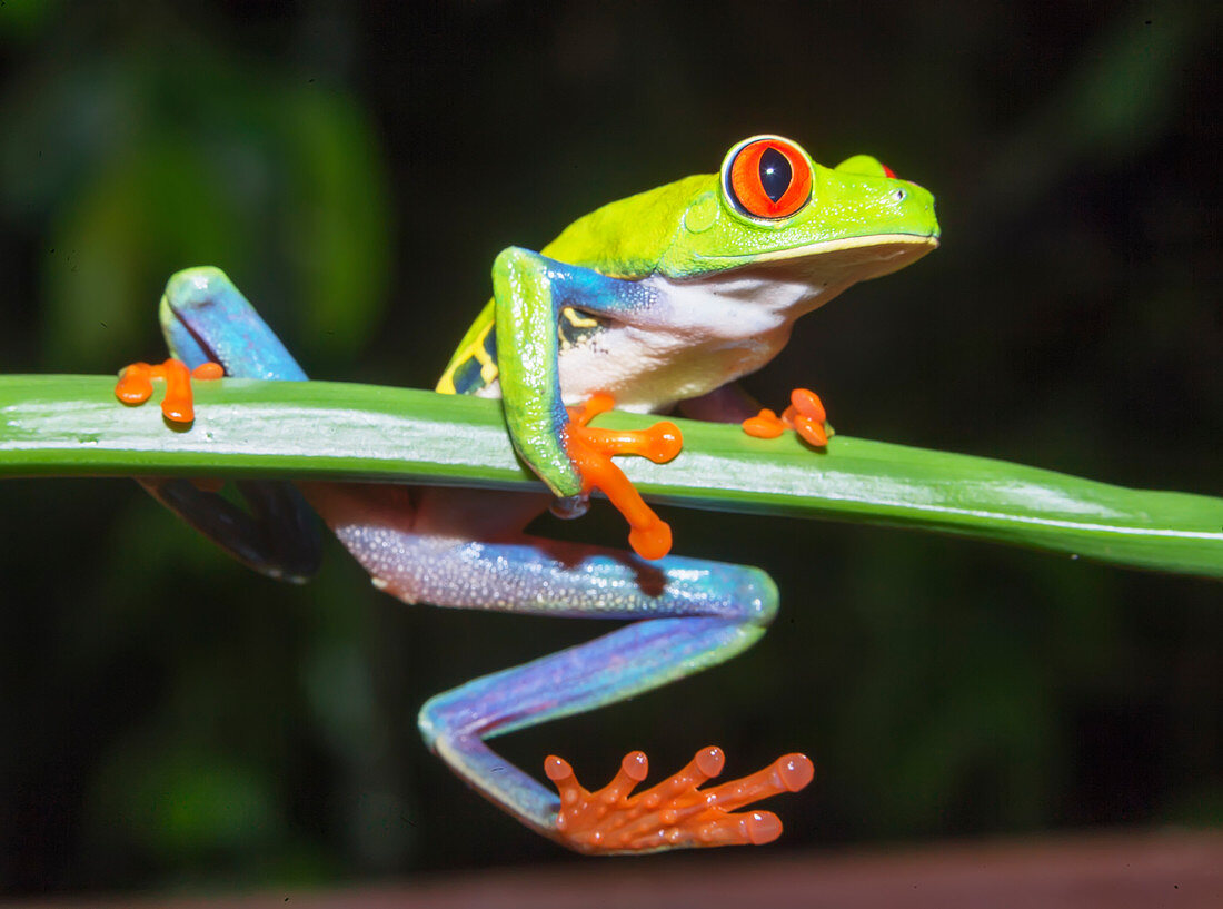 Red eyed tree frog (Agalychins callydrias) on green stem, Costa Rica