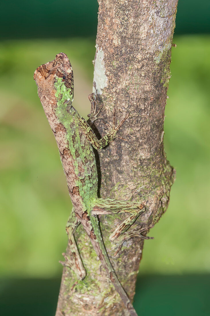 Pug-nosed anole lizard (Norops capito) camouflaged, Costa Rica, Central America