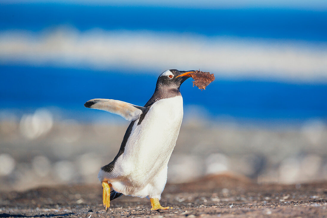 Gentoo penguin (Pygocelis papua papua), carrying nesting material, Sea Lion Island, Falkland Islands, South America