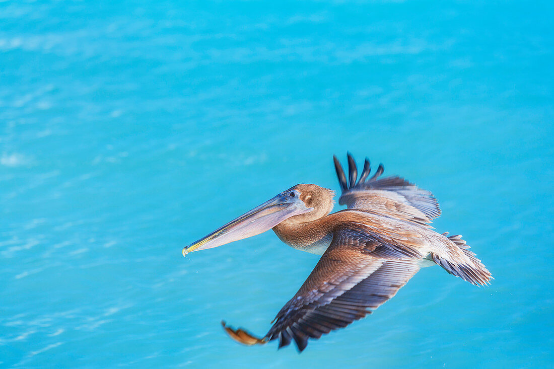 Brauner Pelikan (Pelecanus Occidentalis) im Flug, Key West, Florida, USA
