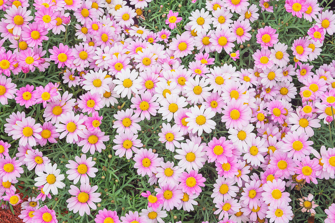 White Daisies and Pink Daisies in full bloom, Genoa, Liguria, Italy