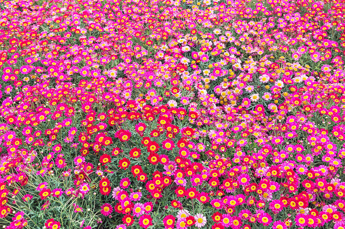 Meteorrote Gänseblümchen und Rosa Gänseblümchen auf dem Feld, Genua, Ligurien, Italien, Europa