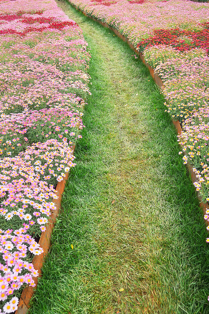 Path cutting through blooming flowers, Genoa, Liguria, Italy, Europe