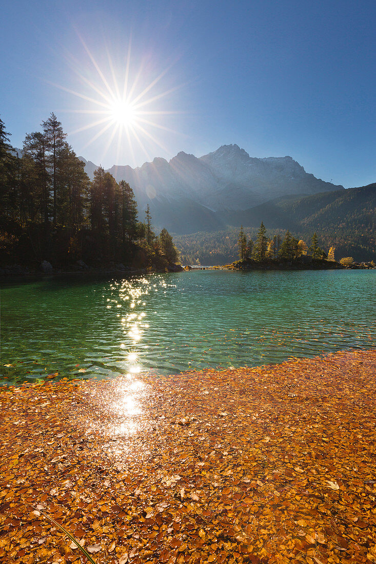 Autumn at the Eibsee, leaves floating as a carpet on the water, view to the Zugspitze, Werdenfelser Land, Bavaria, Germany
