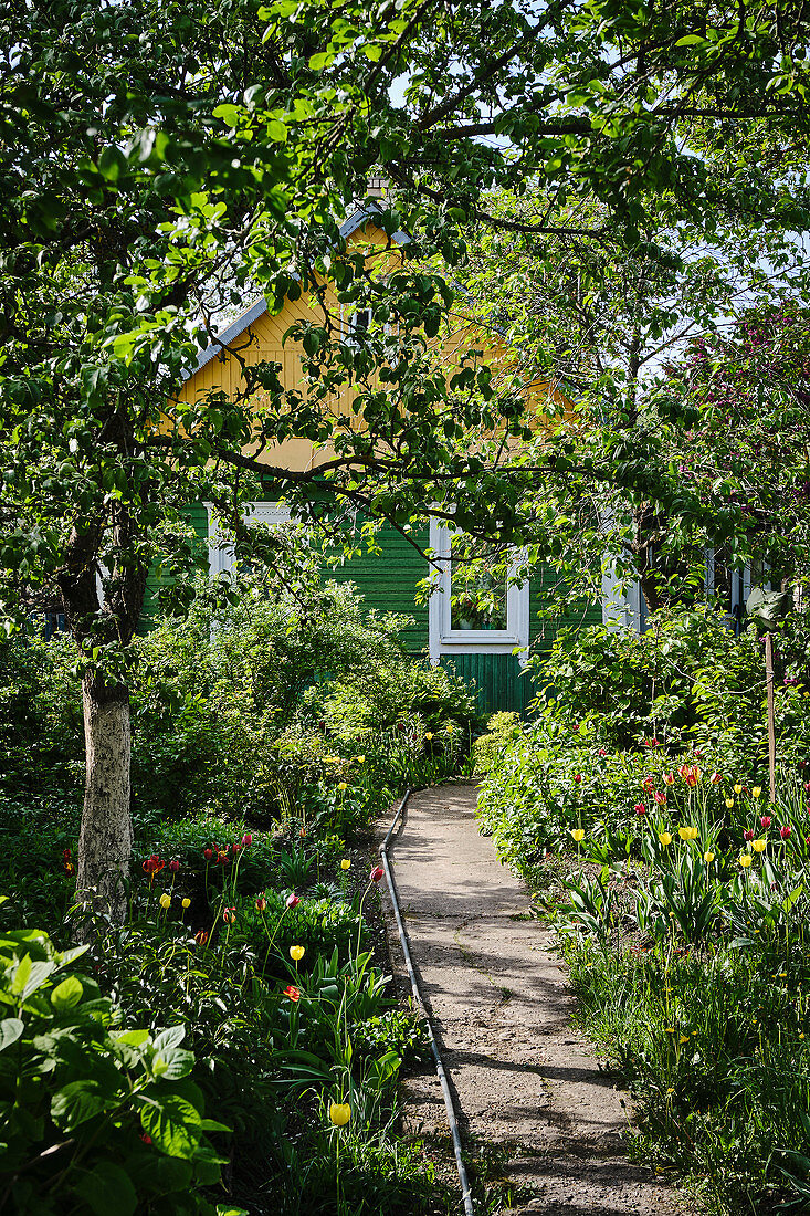 A pathway leads to a cottage in a spring time garden in the Grodno region of rural Belarus.