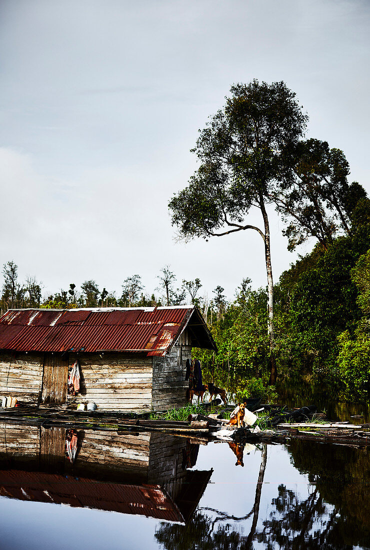 Dogs stand watch at a wooden shack on the Katingan river, Central Kalimantan, Borneo, Indonesia.