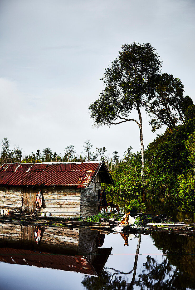 Hunde stehen Wache an einer Holzhütte am Fluss Katingan, Zentral-Kalimantan, Borneo, Indonesien