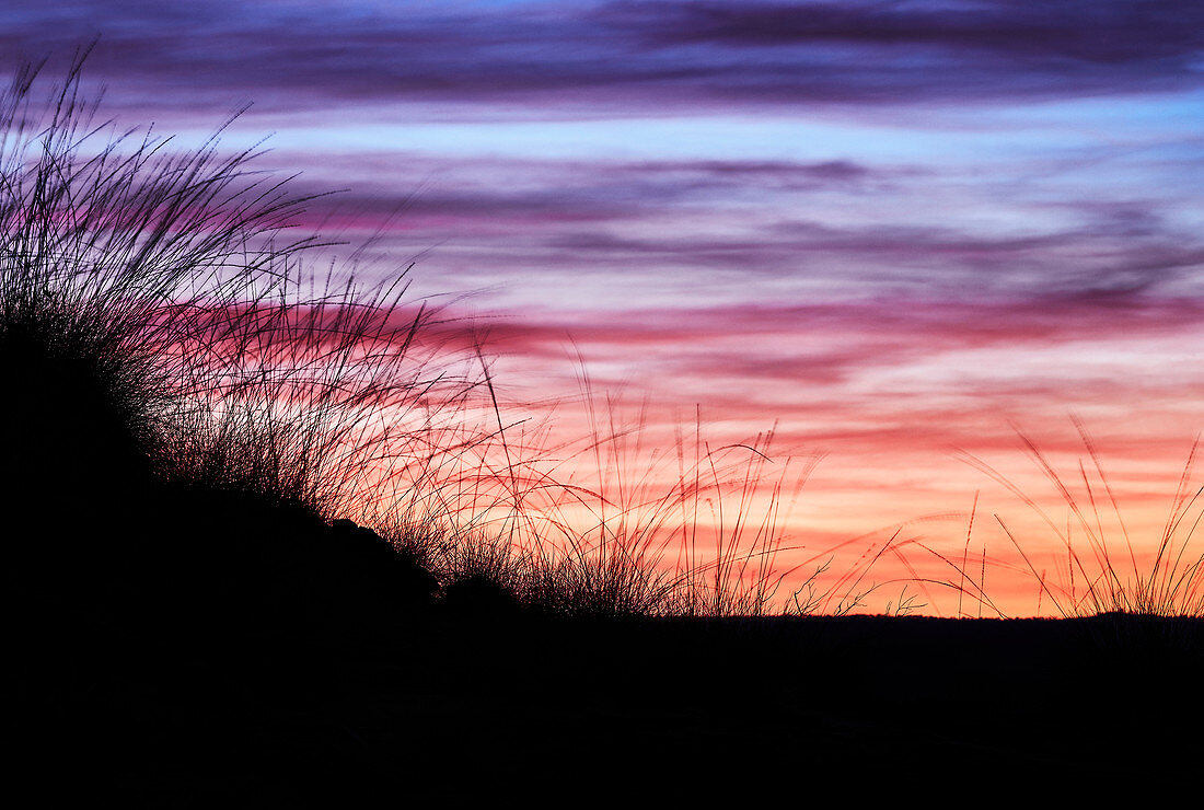 Wilde Gräser vor einem Sonnenuntergangshimmel im Outback, Australien