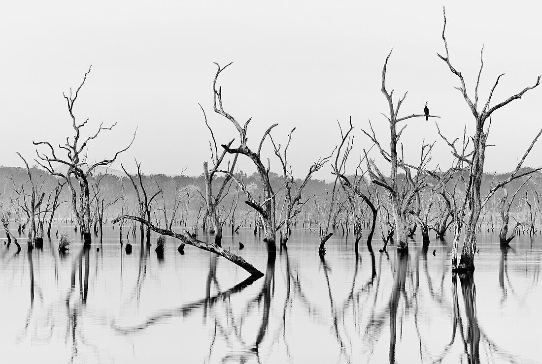 A cormorant sits on a branch at a smoky sunrise (controlled burning) at a flooded forest, Lily Creek Lagoon, Kununurra, Western Australia, Australia.