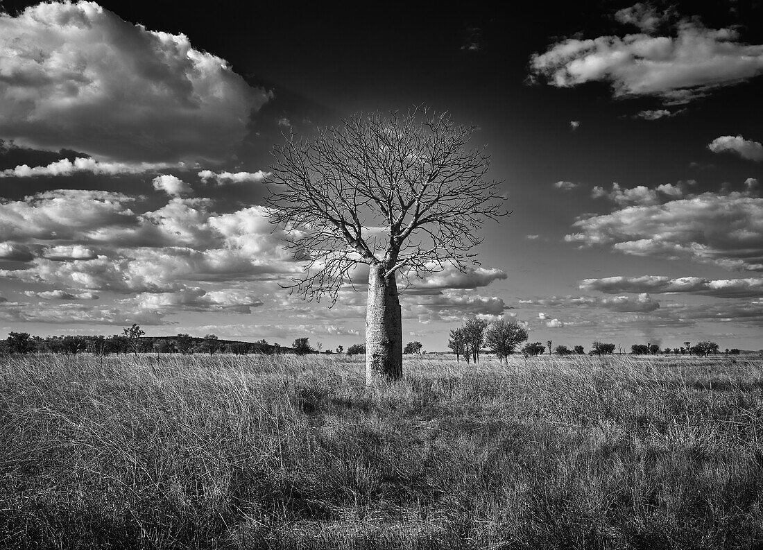 A lone boab tree stands in a plain near Wyndham during the dry season, The Kimberley, Western Australia, Australia.