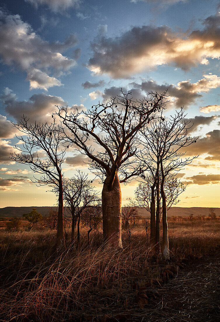 A grove of boab trees, Telegraph Hill, Wyndham, The Kimberley, Western Australia, Australia.