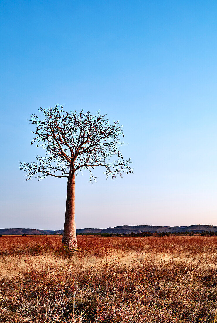Ein einsamer junger Boab-Baum steht während der Trockenzeit in einer Ebene in der Nähe von Wyndham, The Kimberley, Western Australia, Australien