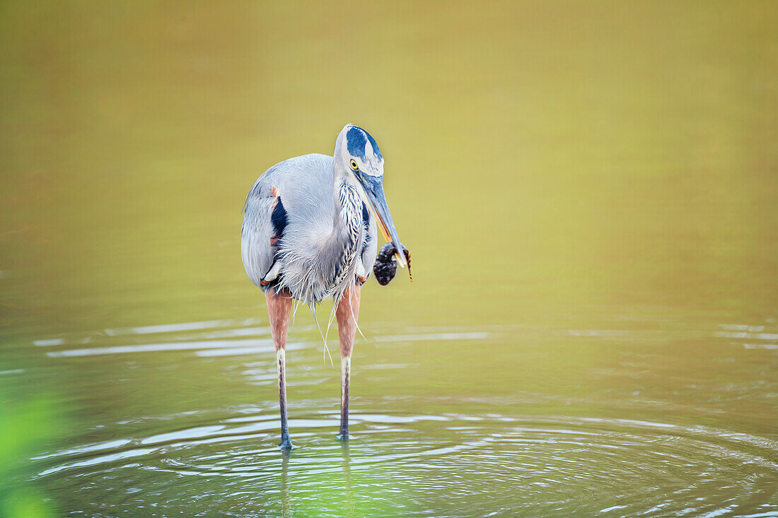 Blaureiher (Ardea herodias) beim Fischfang, Sanibel Island, J.N. Ding Darling National Wildlife Refuge, Florida, USA