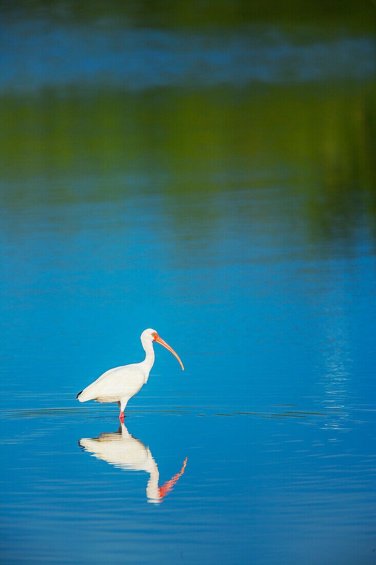 American white ibis (Eudocimus albus) looking for food, Sanibel Island, J.N. Ding Darling National Wildlife Refuge, Florida, USA