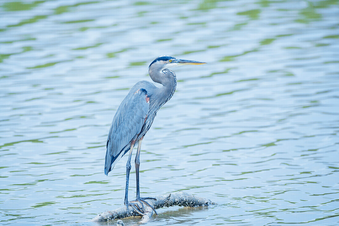 Blaureiher (Ardea herodias) auf Nahrungssuche, Sanibel Island, J.N. Ding Darling National Wildlife Refuge, Florida, USA