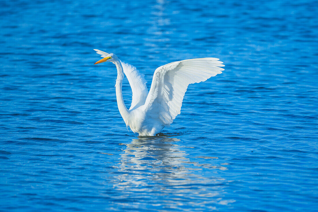 Great white egret (Ardea alba) starting flight, Sanibel Island, J.N. Ding Darling National Wildlife Refuge, Florida, USA