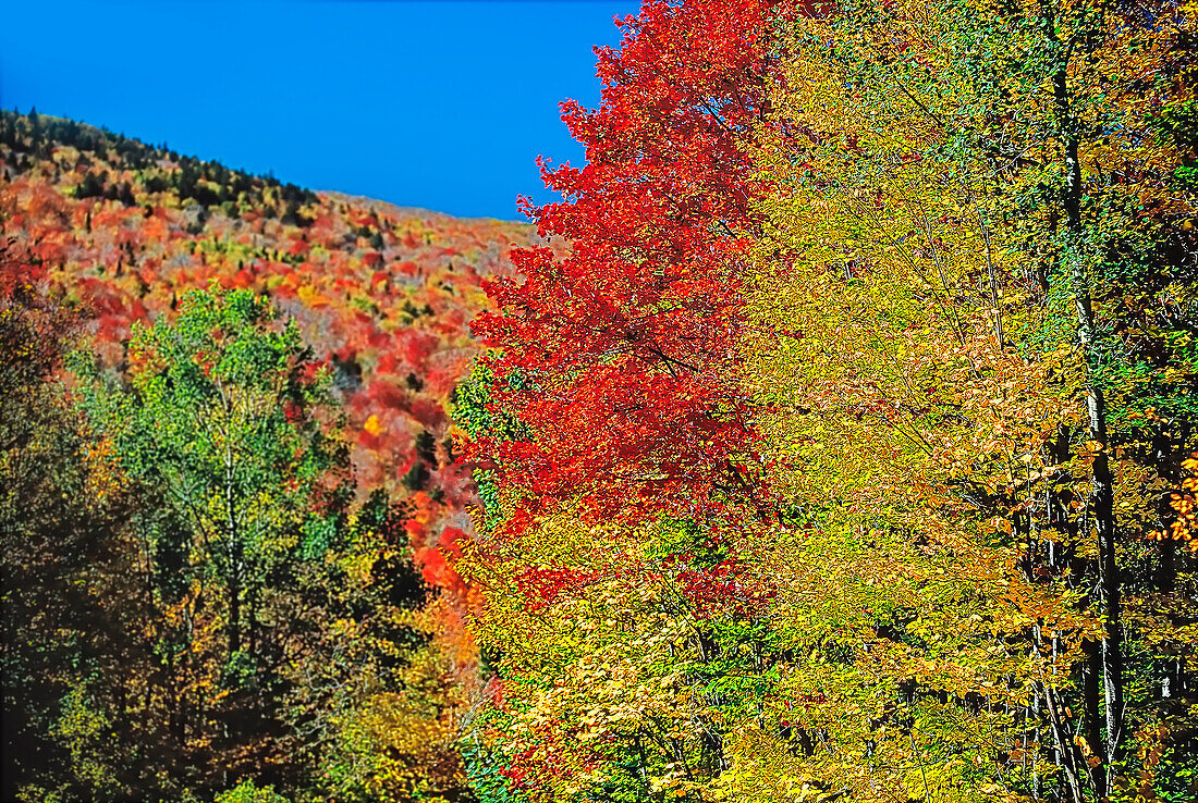 Herbstszene, Greenville, Maine, USA