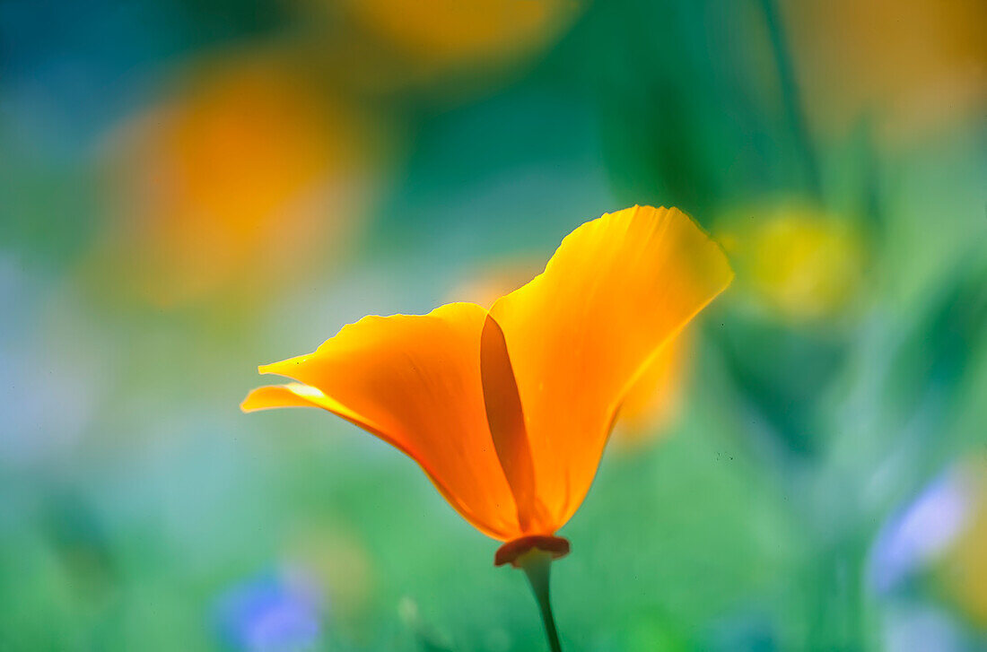 Nahaufnahme einer Kalifornischen Mohnblume (Eschscholzia California), Santa Maria, Kalifornien, USA