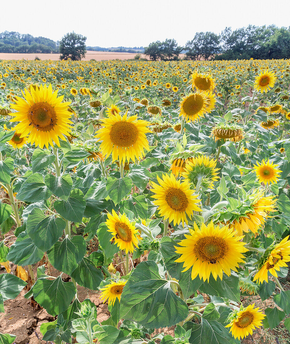 Sunflowers field, Alpes de Haute Provence, Provence, France,