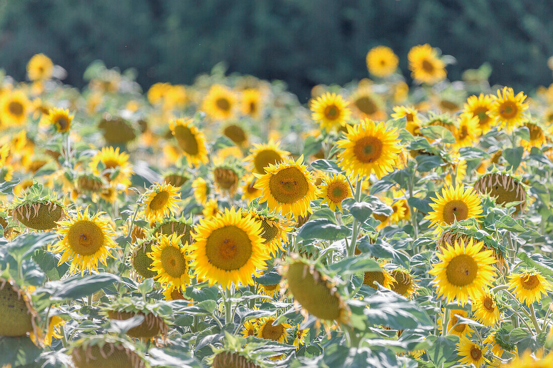 Sunflowers field, Alpes de Haute Provence, Provence, France,
