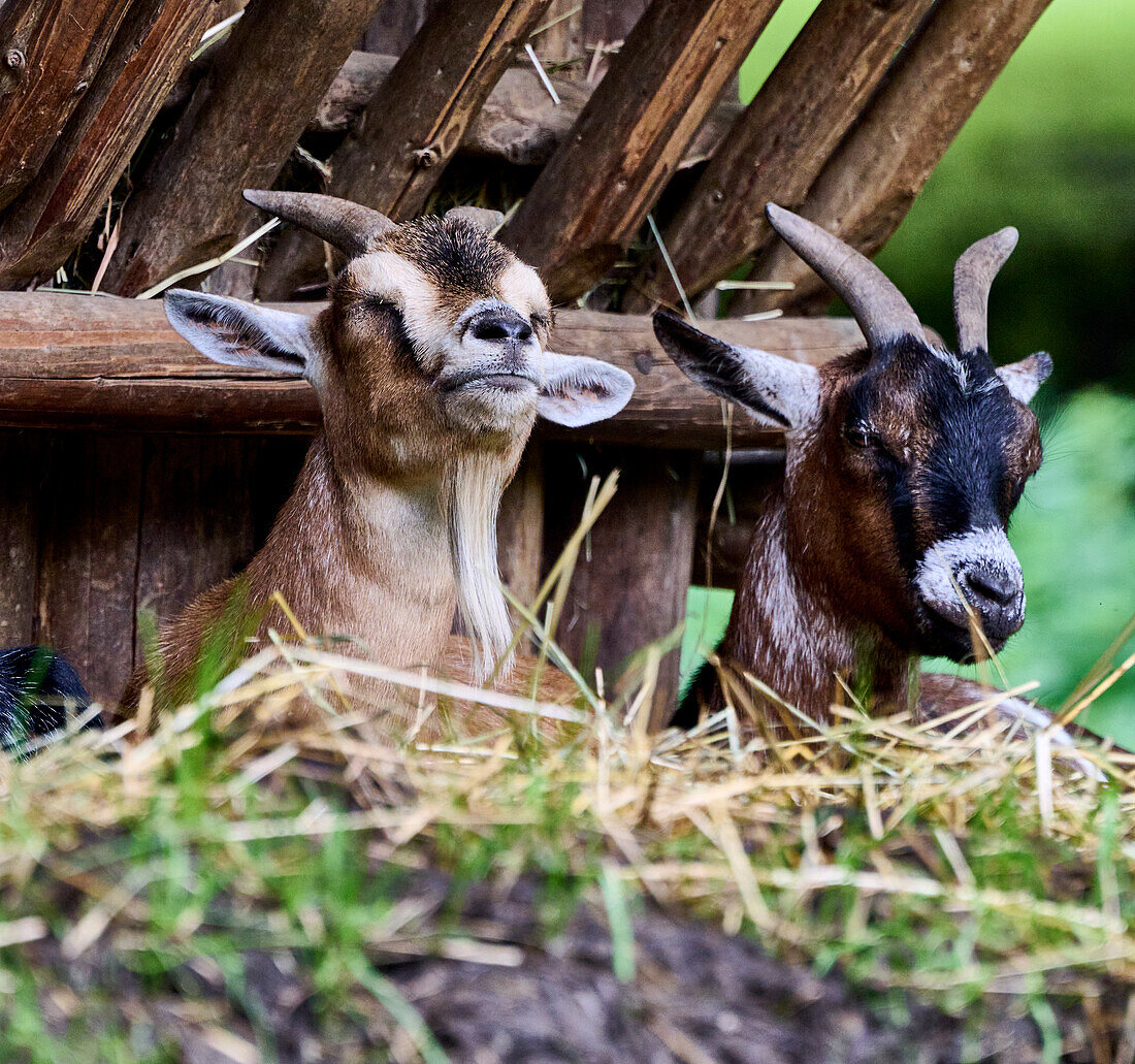 Gähnende Ziege in der Mittagszeit, Wald- und Wildpark Rolandseck, Remagen, Rheinland-Pfalz, Deutschland