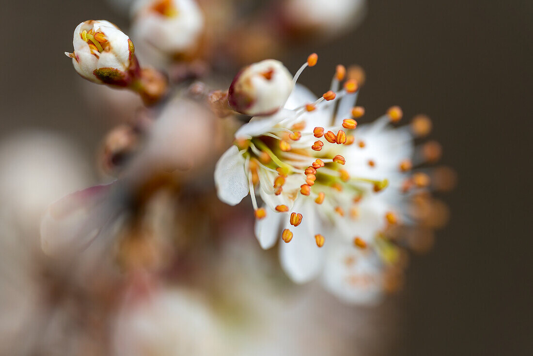 Hawthorn blossoms in the evening light, Bayer, Germany, Europe