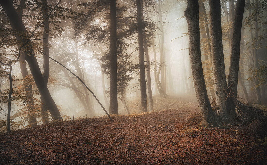 November fog in the beech forest, Bavaria, Germany, Europe